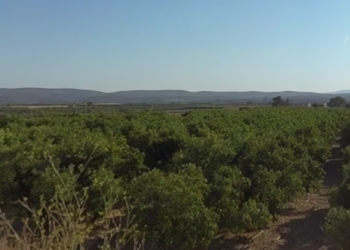 Una despensa grande y productiva