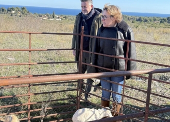 Xàbia activa la gestión forestal con cabras en la Plana del Montgó para prevenir incendios
