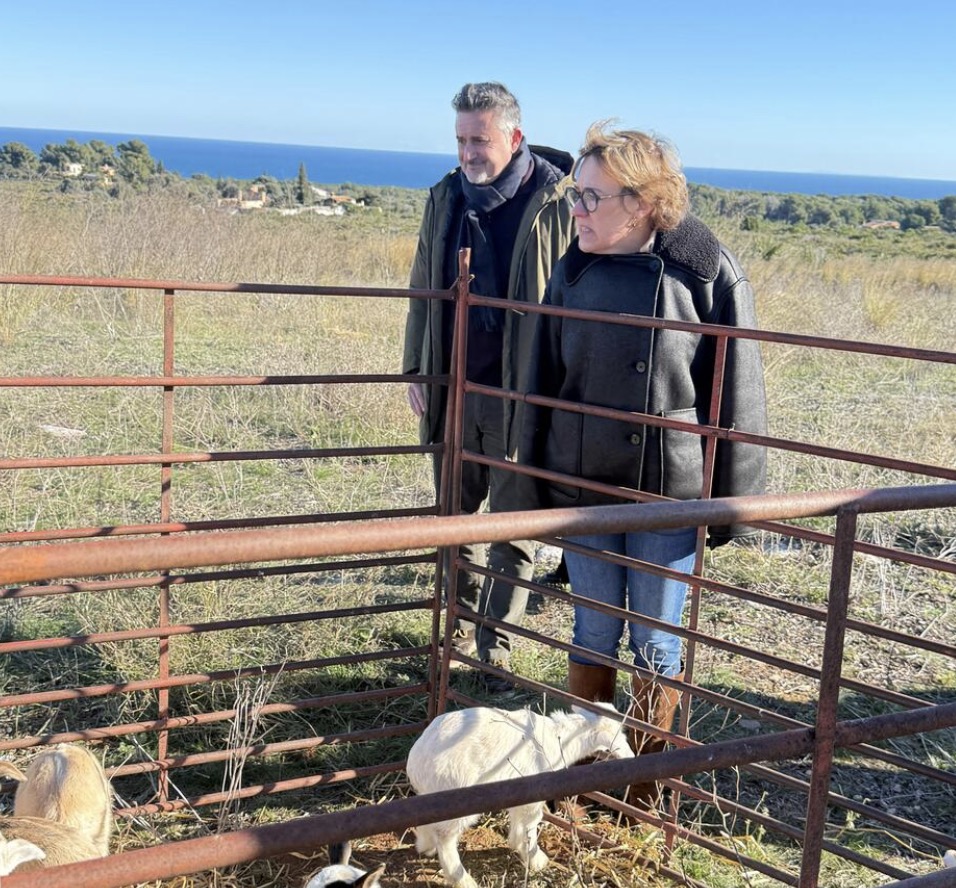 Xàbia activa la gestión forestal con cabras en la Plana del Montgó para prevenir incendios