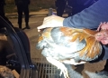 La Policía Local interviene cinco gallos por sospecha de maltrato animal y uso para peleas