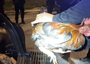 La Policía Local interviene cinco gallos por sospecha de maltrato animal y uso para peleas