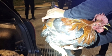 La Policía Local interviene cinco gallos por sospecha de maltrato animal y uso para peleas