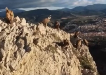 Alcoy denuncia el vuelo ilegal de un dron que perseguía buitres en el Barranc del Cint en plena época de nidificación