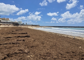 Un proyecto europeo liderado por el CSIC monitorizará el alga asiática en el sur peninsular