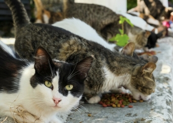 Petrer renueva el convenio con “Gatitos en Apuros” para el control responsable de las colonias felinas