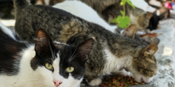 Petrer renueva el convenio con “Gatitos en Apuros” para el control responsable de las colonias felinas