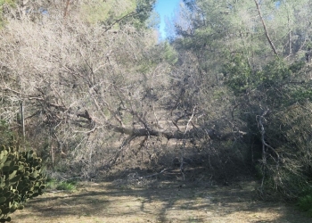 El temporal de viento deja incidencias en l’Alfàs del Pi por caída de árboles
