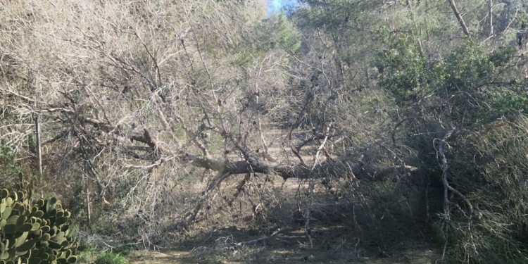 El temporal de viento deja incidencias en l’Alfàs del Pi por caída de árboles
