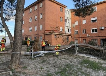 El temporal de viento provoca en Utiel desperfectos con la caída de árboles y ramas y señales y farolas tumbadas
