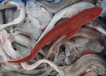 Investigadores de la UA presentan un nuevo sistema basado en IA para identificar tiburones y rayas