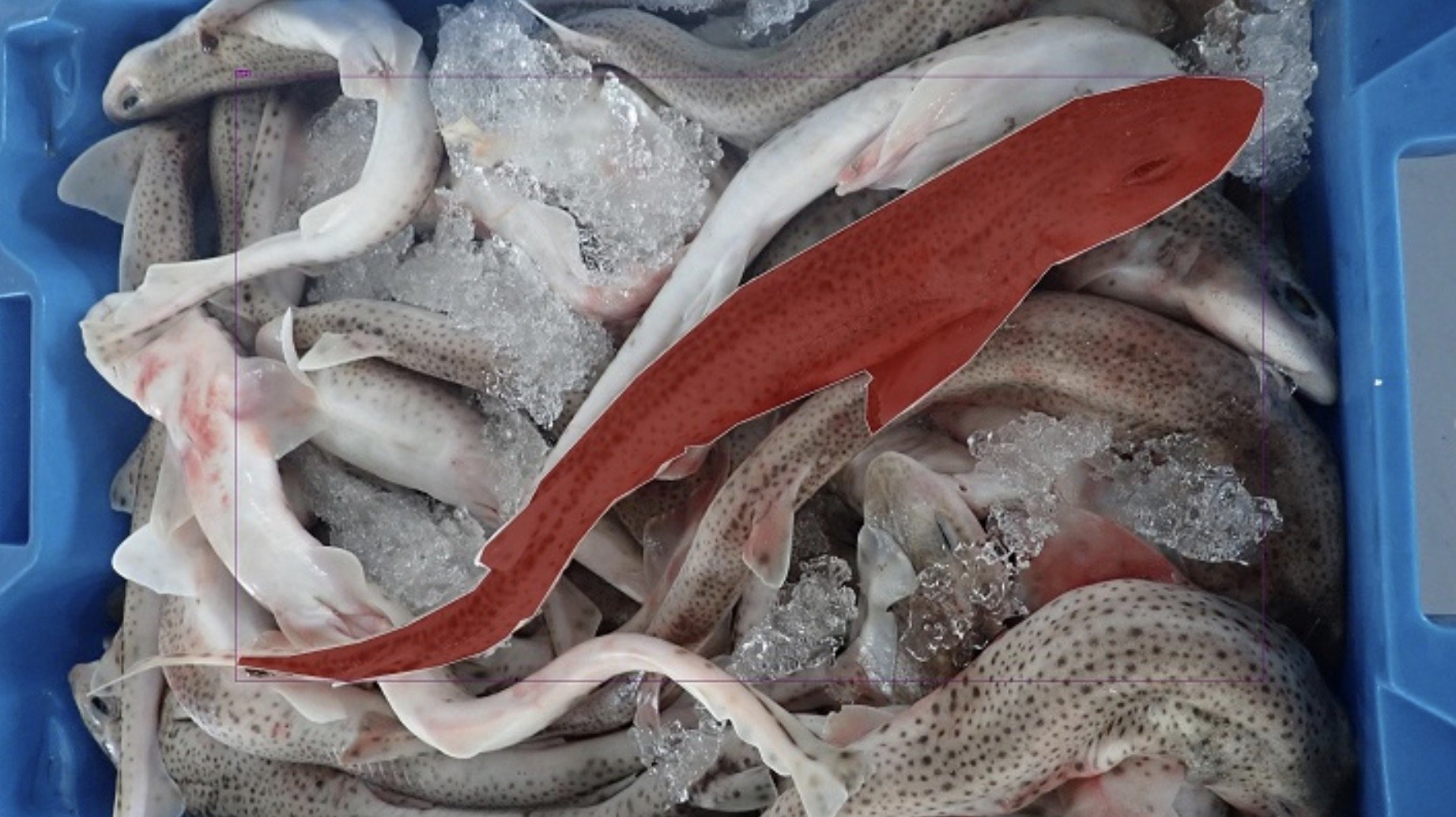 Investigadores de la UA presentan un nuevo sistema basado en IA para identificar tiburones y rayas