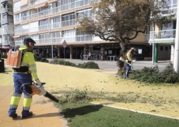 Benidorm inicia la retirada de árboles dañados y la plantación de nuevos ejemplares en la vía pública