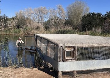 El Clot de Gavany acoge 8 nuevos ejemplares de focha moruna