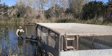 El Clot de Gavany acoge 8 nuevos ejemplares de focha moruna