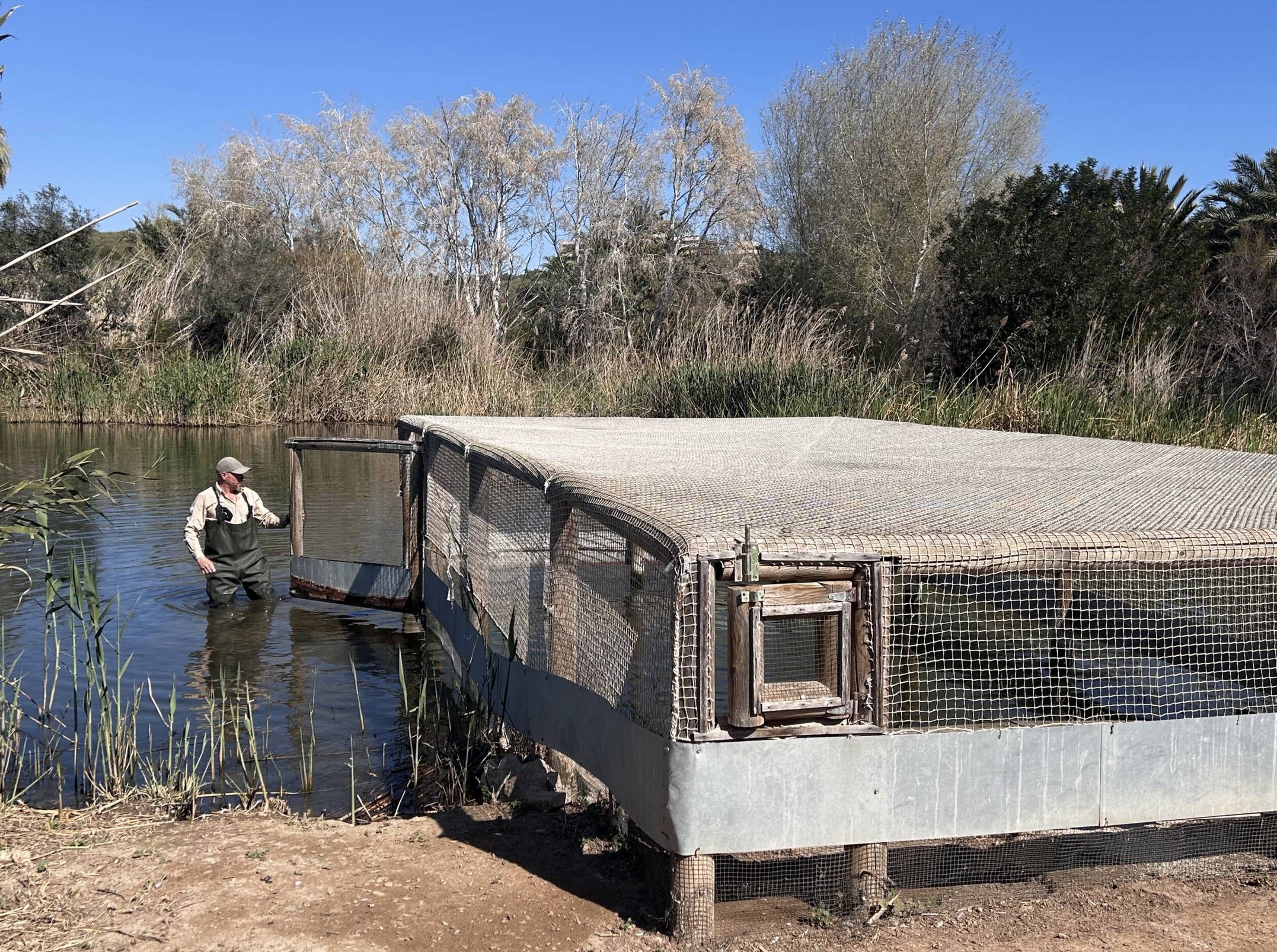 El Clot de Gavany acoge 8 nuevos ejemplares de focha moruna