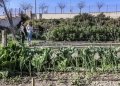 Medio Ambiente abre el plazo para solicitar parcelas en los Huertos Municipales Ecológicos