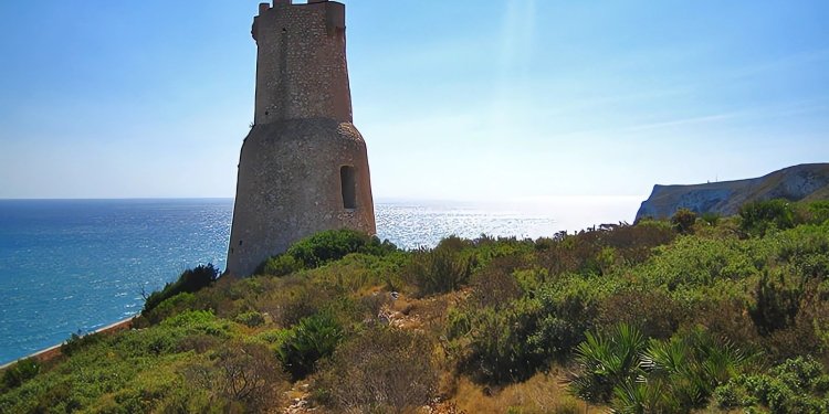 Veteranos centinelas sobre el mar