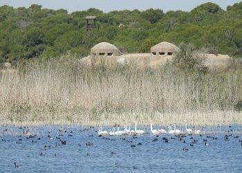 El proyecto IRIS digitalizará la gestión de infraestructuras verdes de Alicante y Elche para impulsar su eficiencia