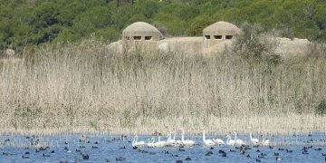 El proyecto IRIS digitalizará la gestión de infraestructuras verdes de Alicante y Elche para impulsar su eficiencia