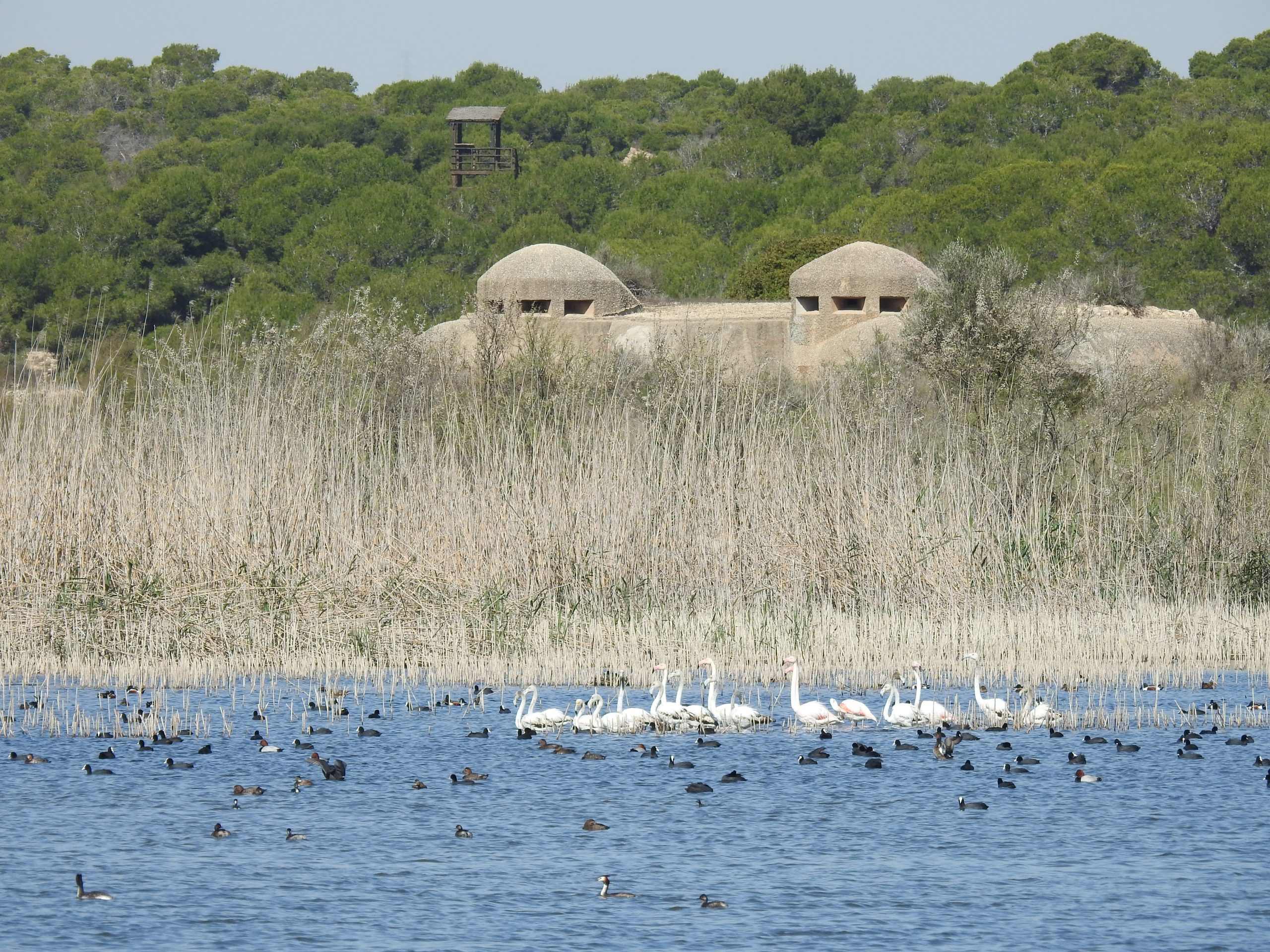 El proyecto IRIS digitalizará la gestión de infraestructuras verdes de Alicante y Elche para impulsar su eficiencia