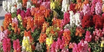 Alicante siembra con las primeras flores de temporada el frente litoral de la Explanada