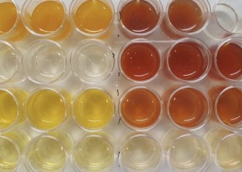 Una bacteria diseñada genéticamente por el CSIC logra degradar residuos tóxicos procedentes de explosivos