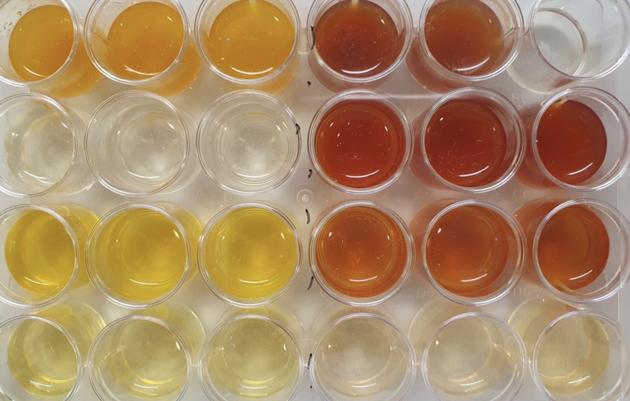 Una bacteria diseñada genéticamente por el CSIC logra degradar residuos tóxicos procedentes de explosivos
