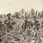 Recolectores de alcachofas. Foto de finales de los años sesenta | Archivo de Luís Martínez Rufete