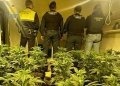 Desmantelada en Elda una plantación de cannabis tras interceptar a un hombre que trasladaba más de 800 plantas