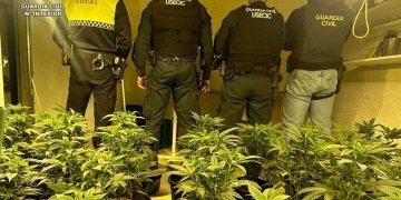 Desmantelada en Elda una plantación de cannabis tras interceptar a un hombre que trasladaba más de 800 plantas